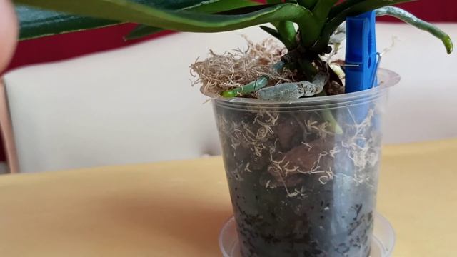 Прикорневая деточка , рост , самочувствие, состояние.
