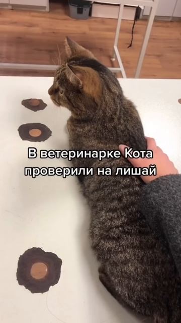 Кто сталкивался с подобной ситуацией? 😱 #кошка #ветеринария #ветеринар #кот
