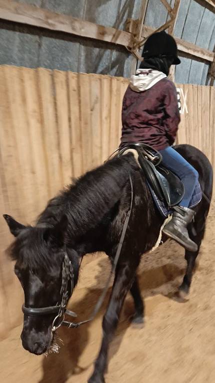 Наоми и Даша, шагаем задом наперед. #horse #equestrian #лошади #pony