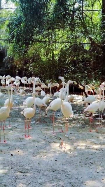 Dancing Flamingo #youtubeshorts #viralvideo #shorts #funny #flamingo #birds
