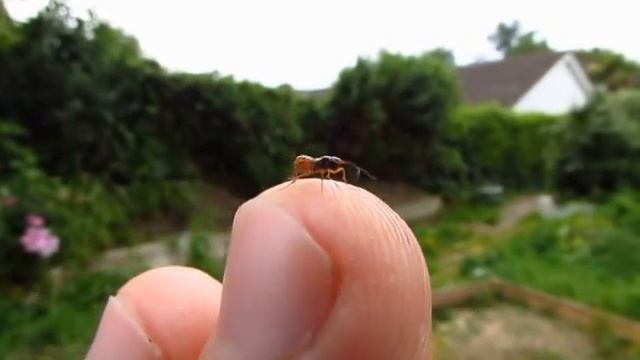 An Ichneumon Wasp