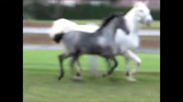 072 Thais XXI -lipizzan filly