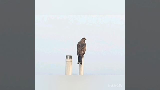black kite shooted by me