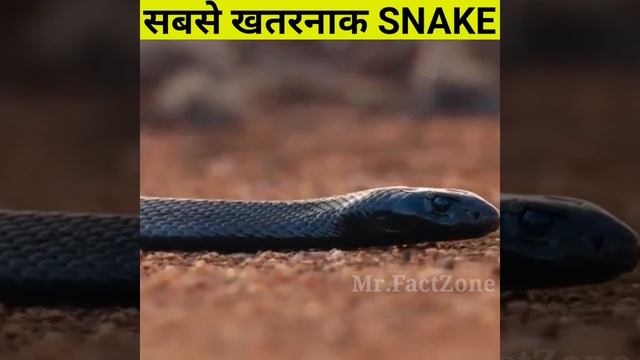 दुनिया का सबसे खतरनाक साप🐍 / Taipan Snake🐉 इससे दूर रहना बेहतर होगा🐍 #shorts #mrfactzone