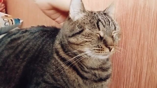 "Реклама" кошек