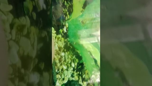 животные