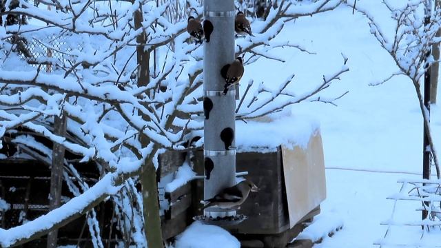 1985. Dlask tlustozobý, Hawfinch, Kernbeißer, Appelvink, Grubodziób zwyczajny #birds #birdwatching