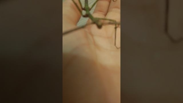 уход за палачниками