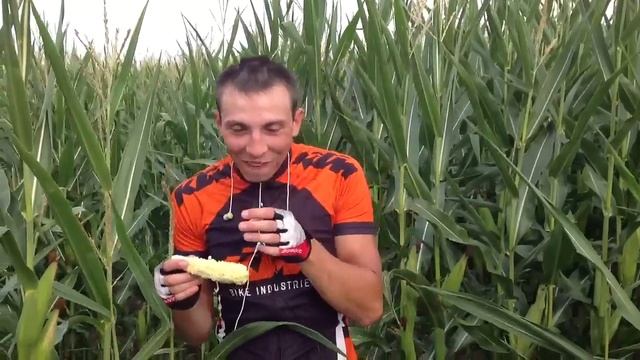Игорь и кукуруза
