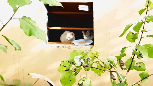 НАШЛИ бездомных КОТЯТ и НАКОРМИЛИ их | Чучуня