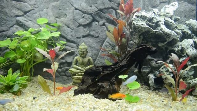 Cichliden im Aquarium