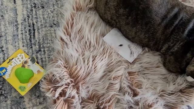 Unboxing Petmate.com. Chuckit! Breathe Right Ball, JW Tumble Teez, & SnooZZy Orthopedic Dog Rug