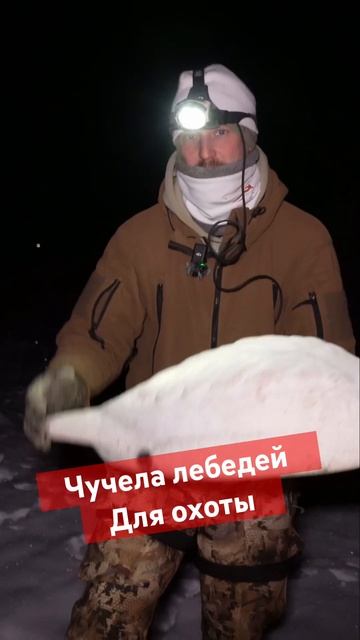 Чучела лебедей #goosehunting