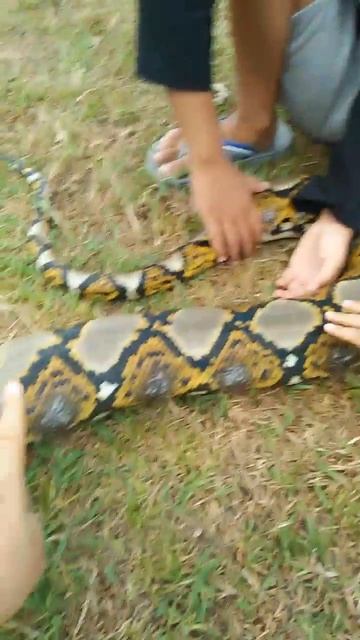 Pegang ular besar || video pertama