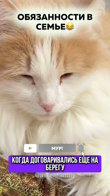 Обязанности в семье #кототерапия#кошечки#приколыкоты#котыприколы#astenfamily#котик