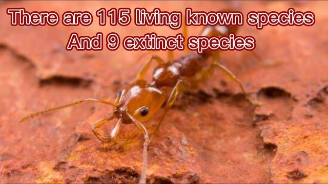 Genus: Anochetus