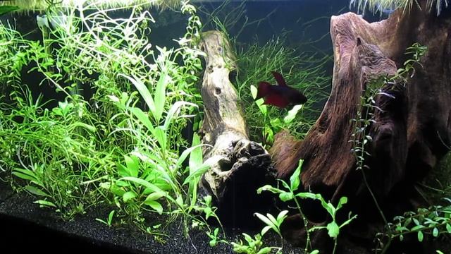 10-Gallon Betta splendens Aquascape Update 8-26-22