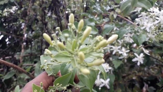 സൂചി മുല്ല/jasminum auriculatum plant care in malayalam