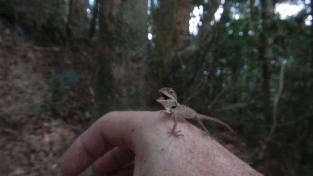 Baby Lizard - Smallest I've Ever Seen in Thailand