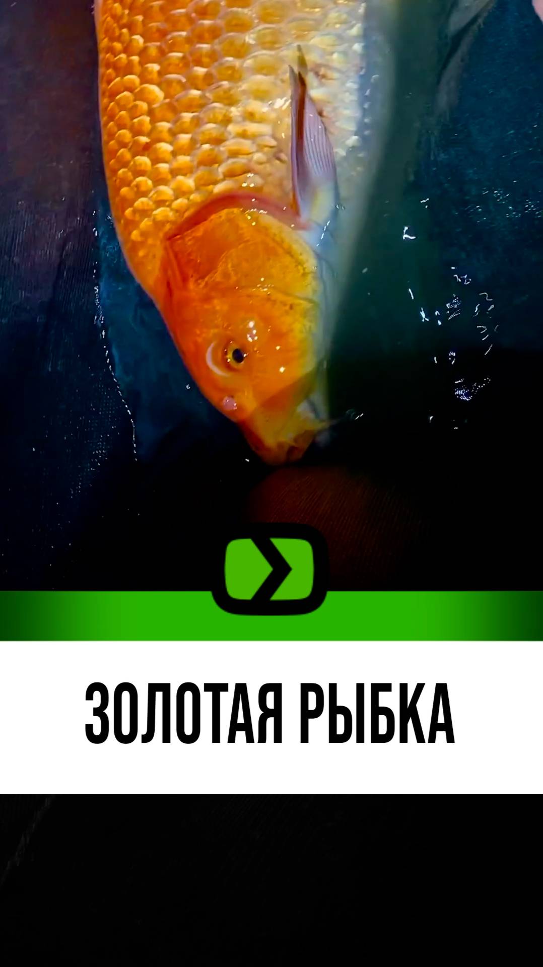 Поимка увесистой золотой рыбки!
