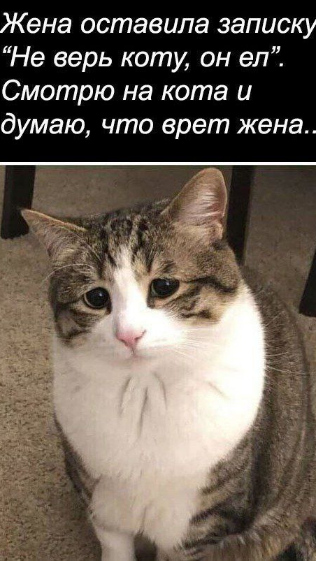 Слишком умные.. коты