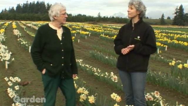 Unique Daffodils