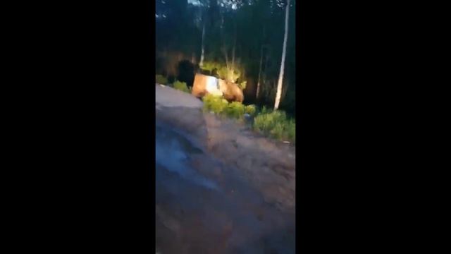 В Ноябрьске медведь чуть не напал на людей