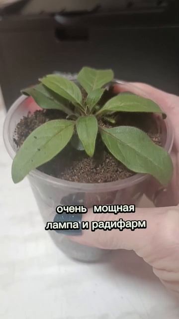 пикировка. спустя трое суток #пикировка