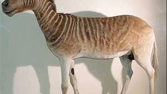 Equus quagga