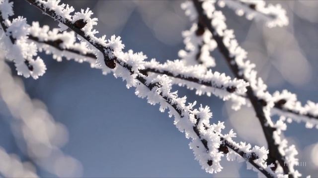 Береза музыкальная видео композиция на стихи С. Есенина