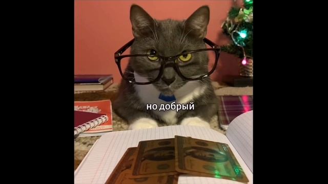 котики ходут в школу на новогодних каникулых