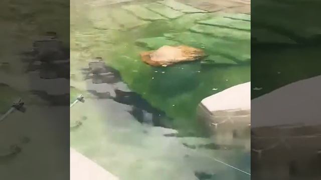 Морские котики