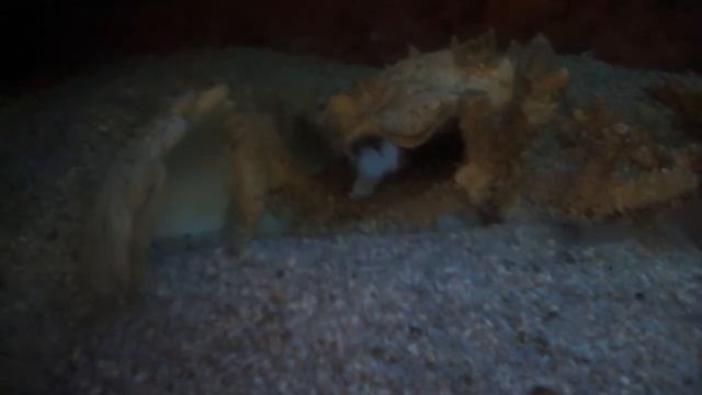 Baby Echidna Polyzona uses 'Ninja' techniques
