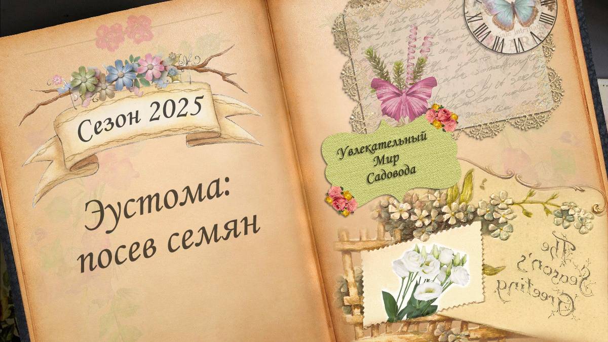 Как вырастить эустому. Посев семян на рассаду. День 1-28