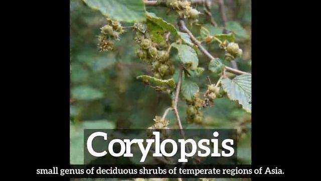 How Does Corylopsis Look? | How to Say Corylopsis in English? | What is Corylopsis?