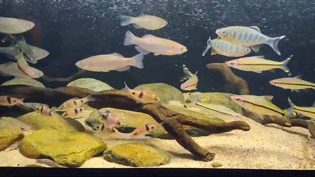 Barilius ardens | Sahyadria denisonii | Haludaria fasciata