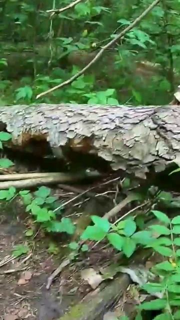 Кормлю Дикую Лису и Маленьких Лисят.Полный фильм на канале Ушёл по Делам.