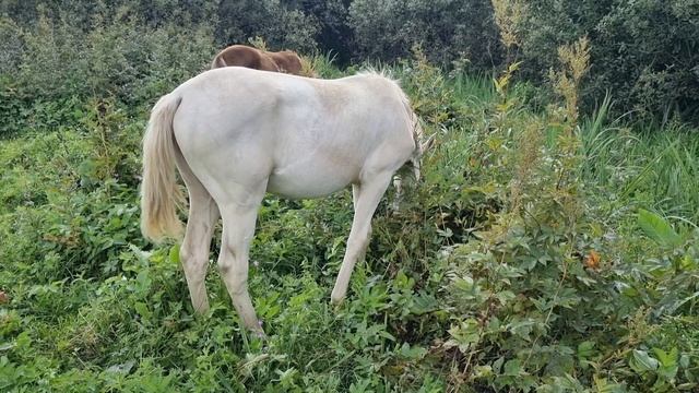 Продаются ахалтекинские лошади. Akhal-Teke horses for sale. https://akhaltekellc.com
