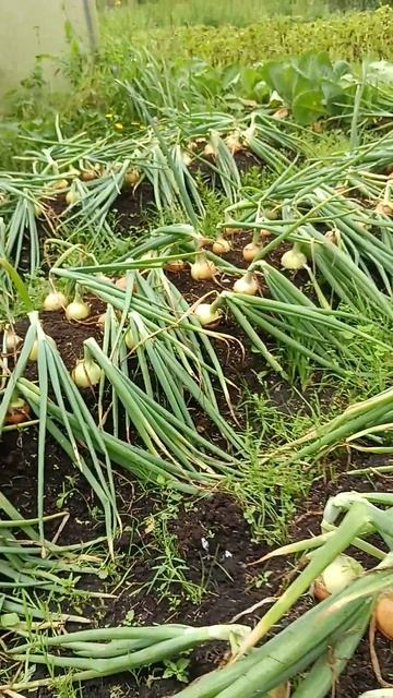 богатырь Лук Геркулес вырос