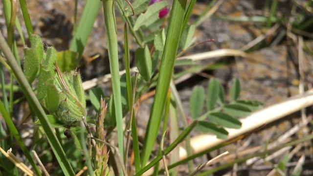 Lathyruswikke (Vicia lathyroides) - 2017-04-27
