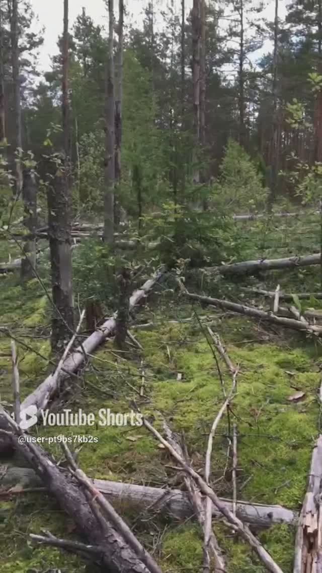 Лес у нас не простой#Our forest is not simple# #sorts #лес #forest