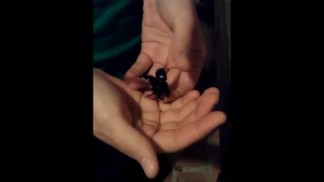 beetle walk