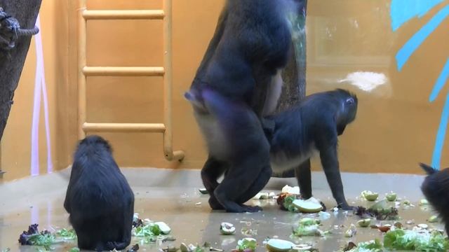 Monkey rapes Monkey