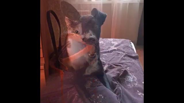 Кошка Сима и собака Даня