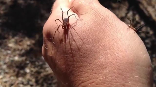 Harvestmen (Opiliones)