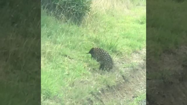 These spikies are native to Australia and usually knows as short-beaked echidnas. 🦔