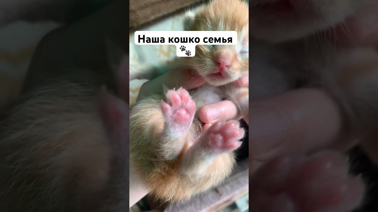Семья мяу #cat #funny #family #kitten #my #рекомендации