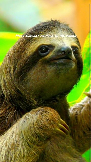 Slowest animals in the world