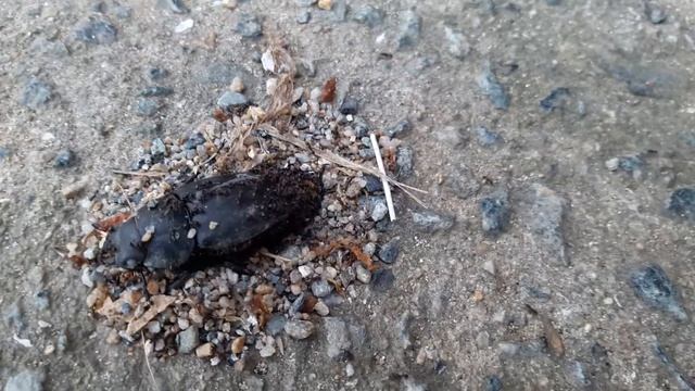 거대한 풍뎅이를 숨기는 개미들~!!