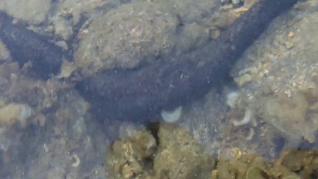 Black sea cucumber and hundreds of fish and sea clam. #amazing #wencygala